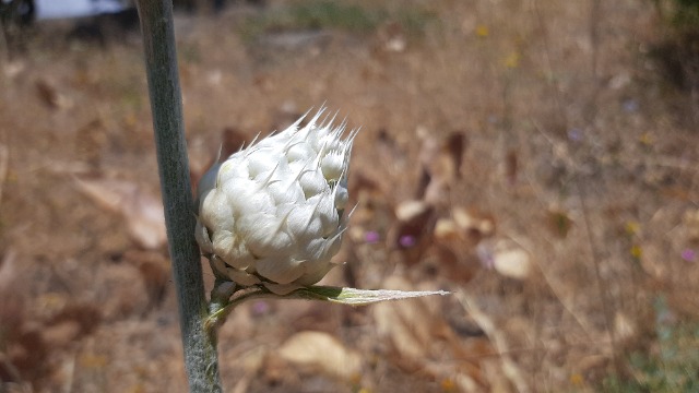 Centaurea kurdica