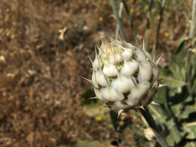 Centaurea kurdica