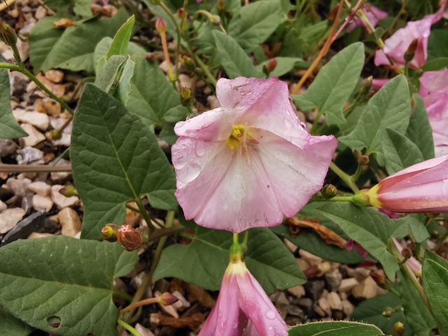 Convolvulus arvensis