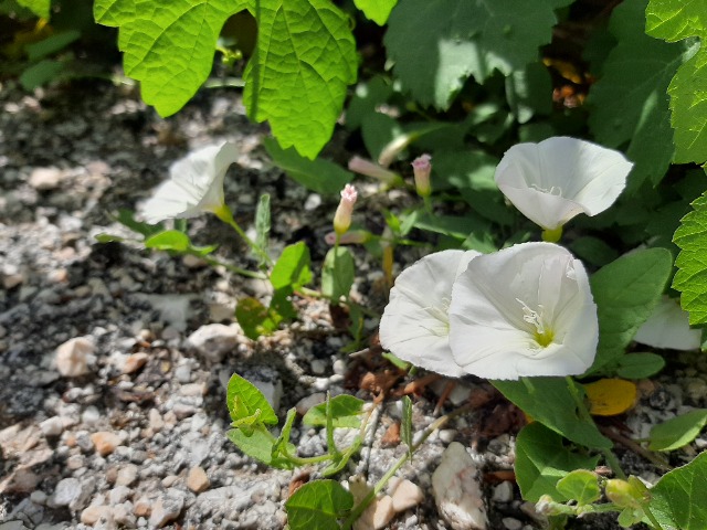 Convolvulus arvensis