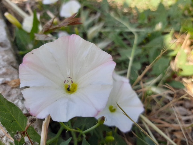 Convolvulus arvensis