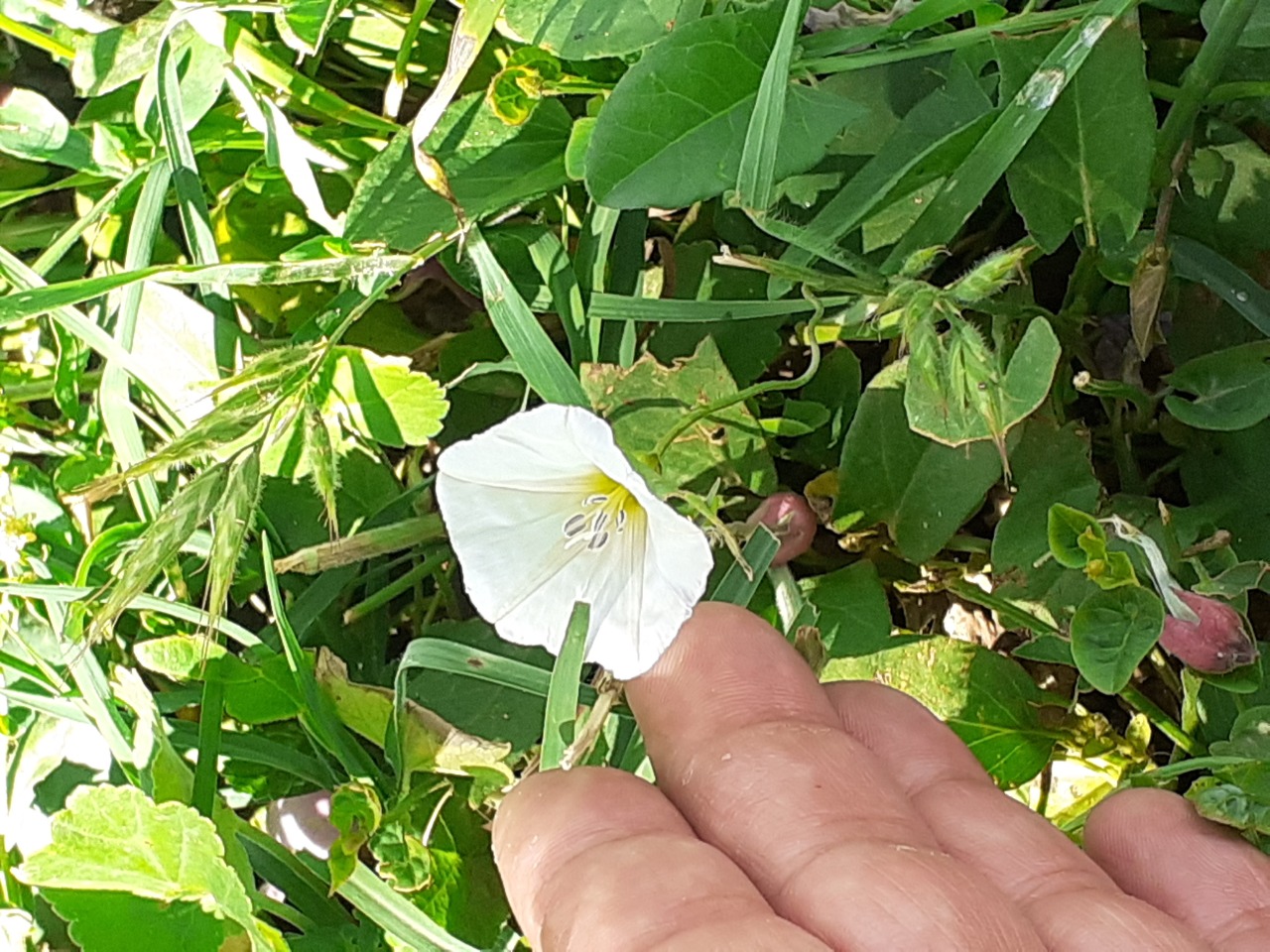 Convolvulus arvensis