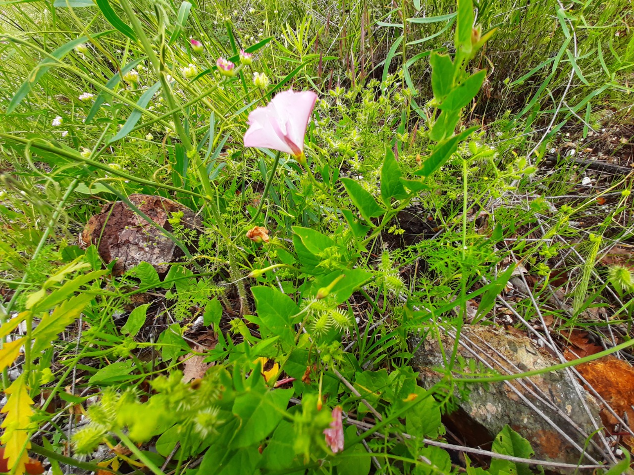 Convolvulus arvensis