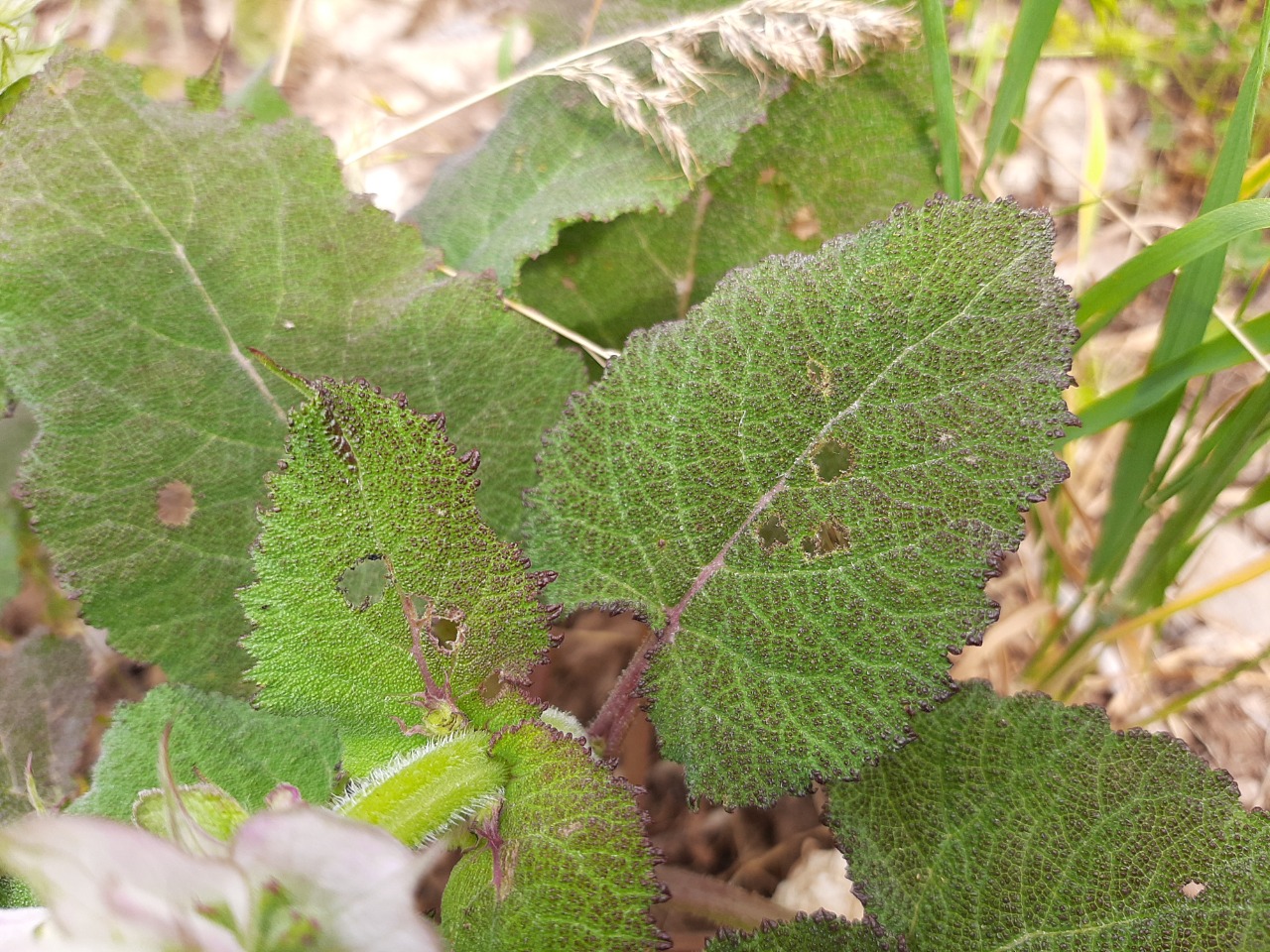 Salvia sclarea
