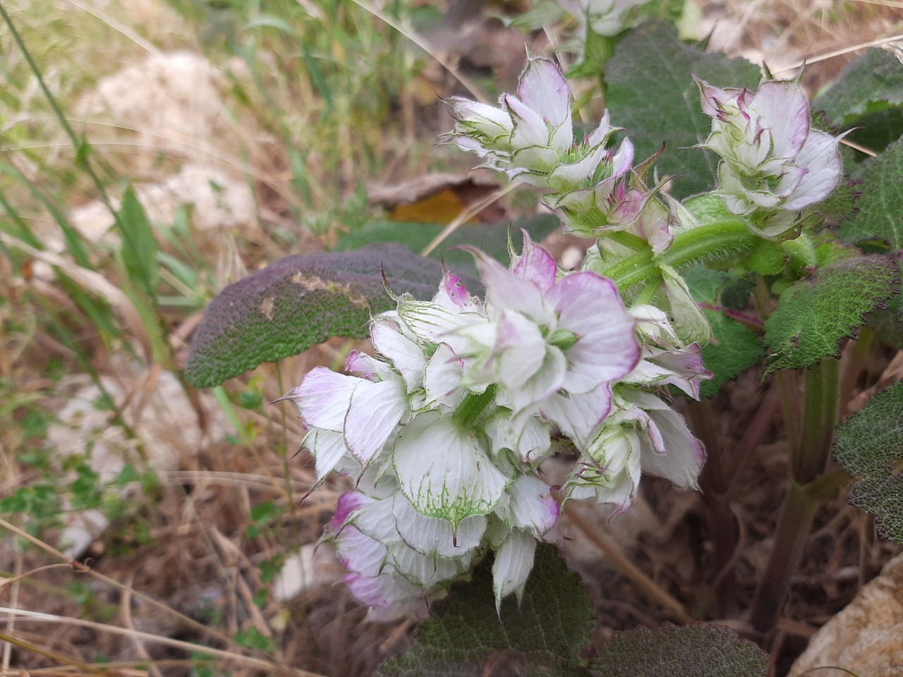 Salvia sclarea