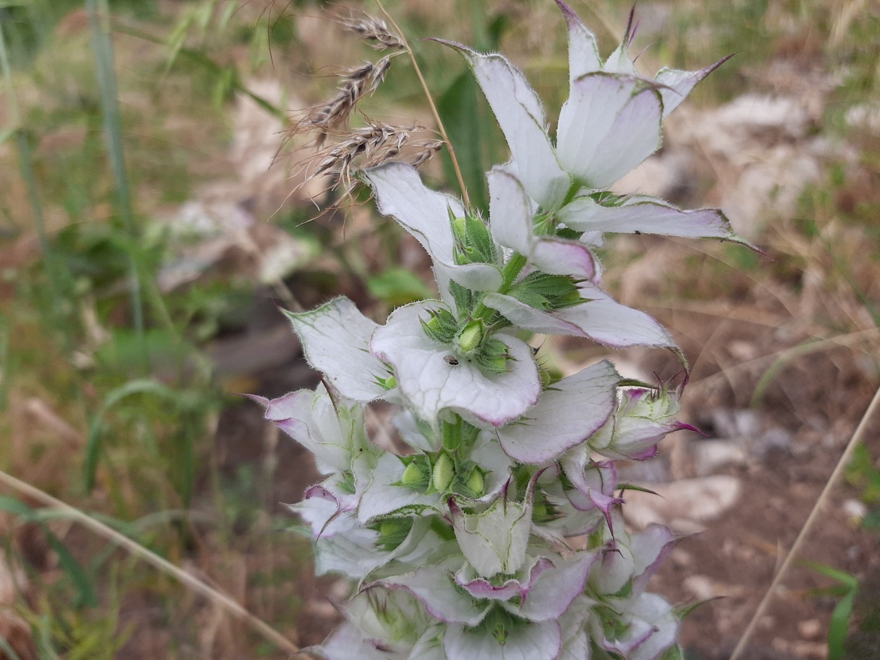 Salvia sclarea