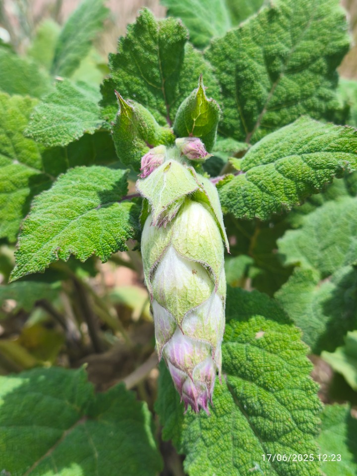 Salvia sclarea