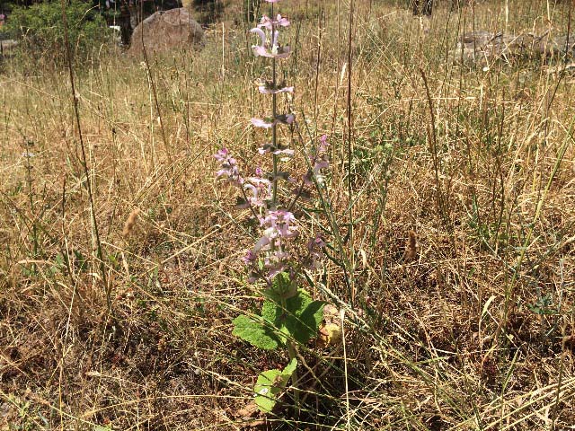 Salvia sclarea