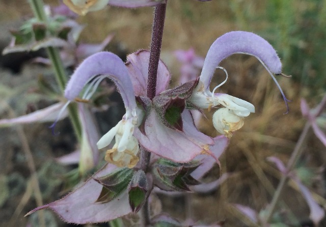 Salvia sclarea