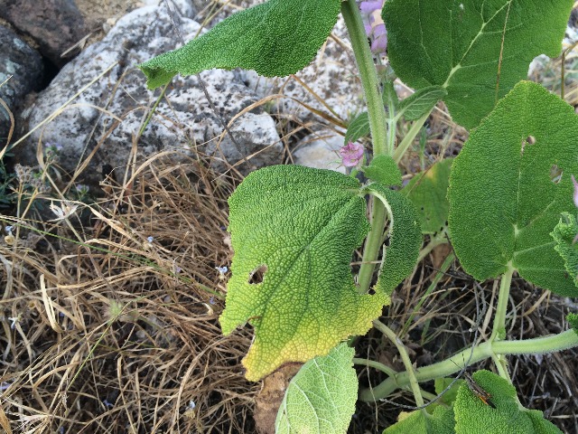 Salvia sclarea