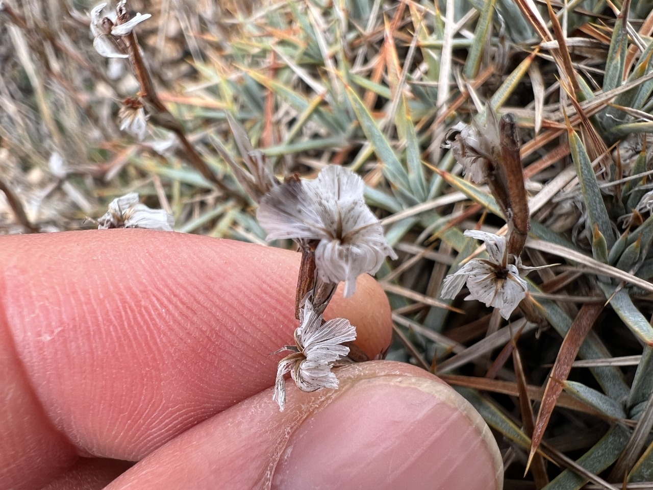 Acantholimon acerosum