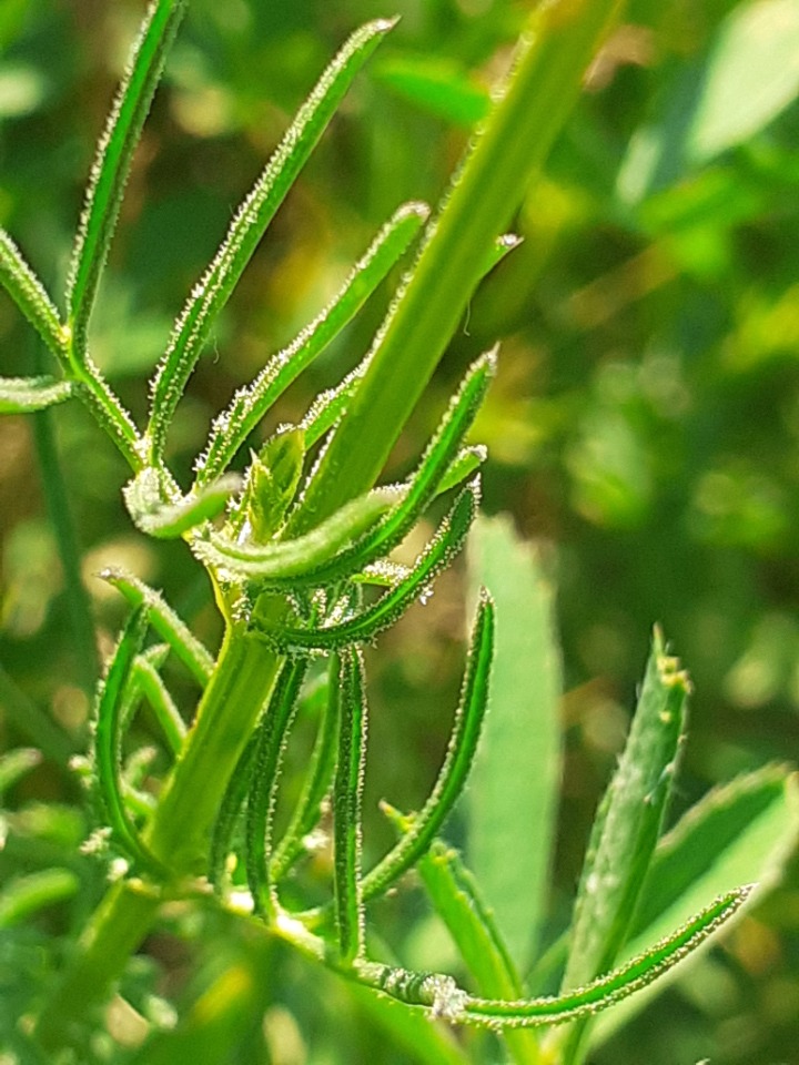 Crupina crupinastrum