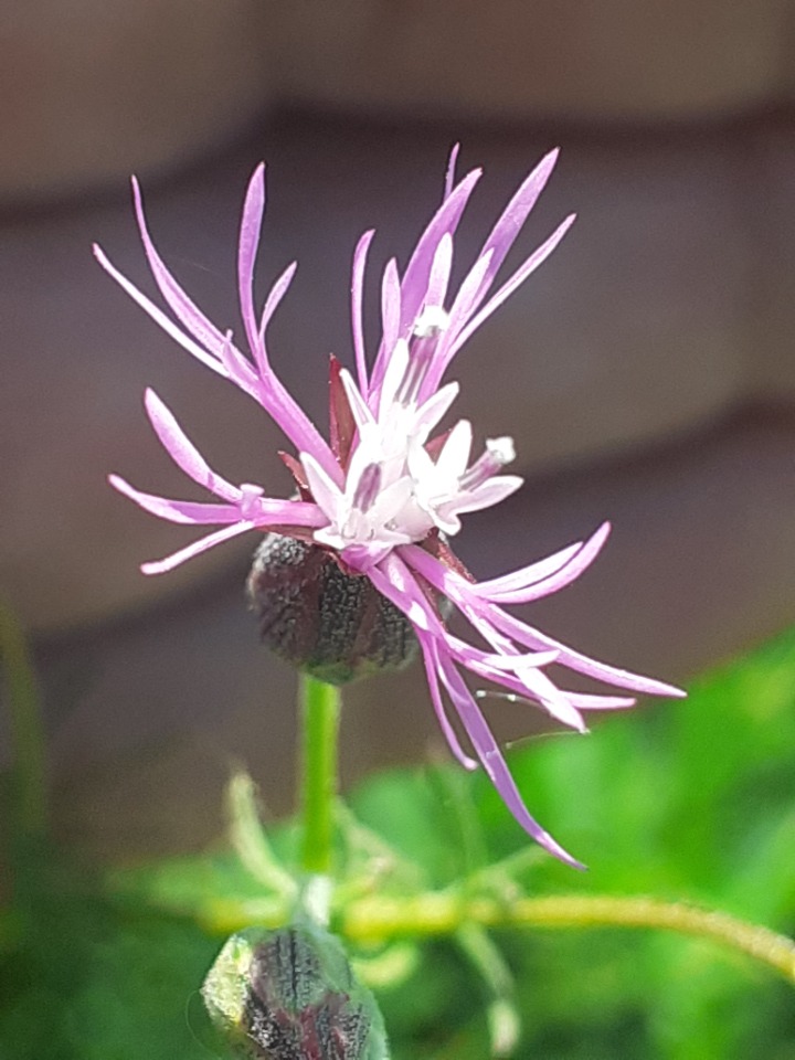 Crupina crupinastrum