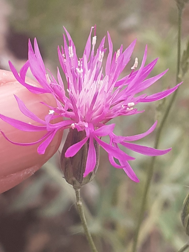 Crupina crupinastrum