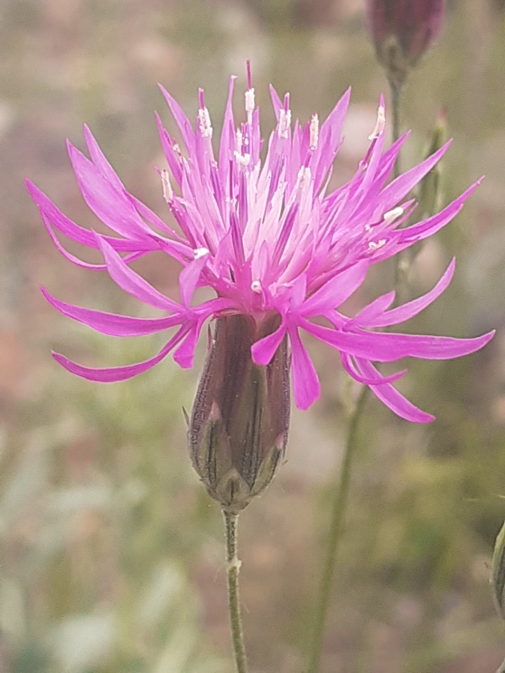 Crupina crupinastrum