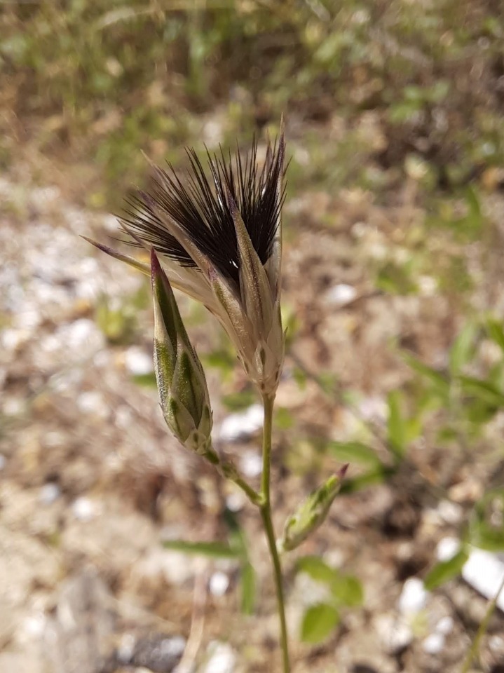 Crupina crupinastrum