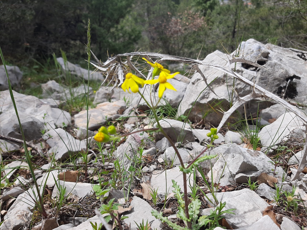 Senecio vernalis