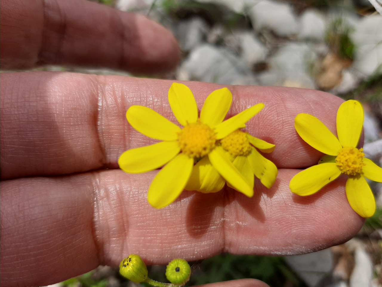 Senecio vernalis