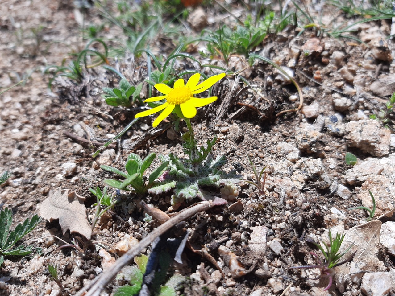 Senecio vernalis