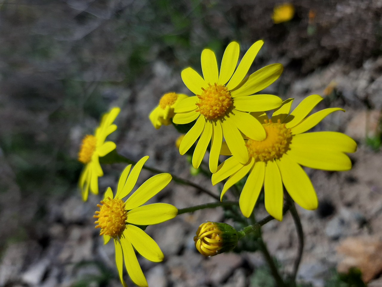 Senecio vernalis