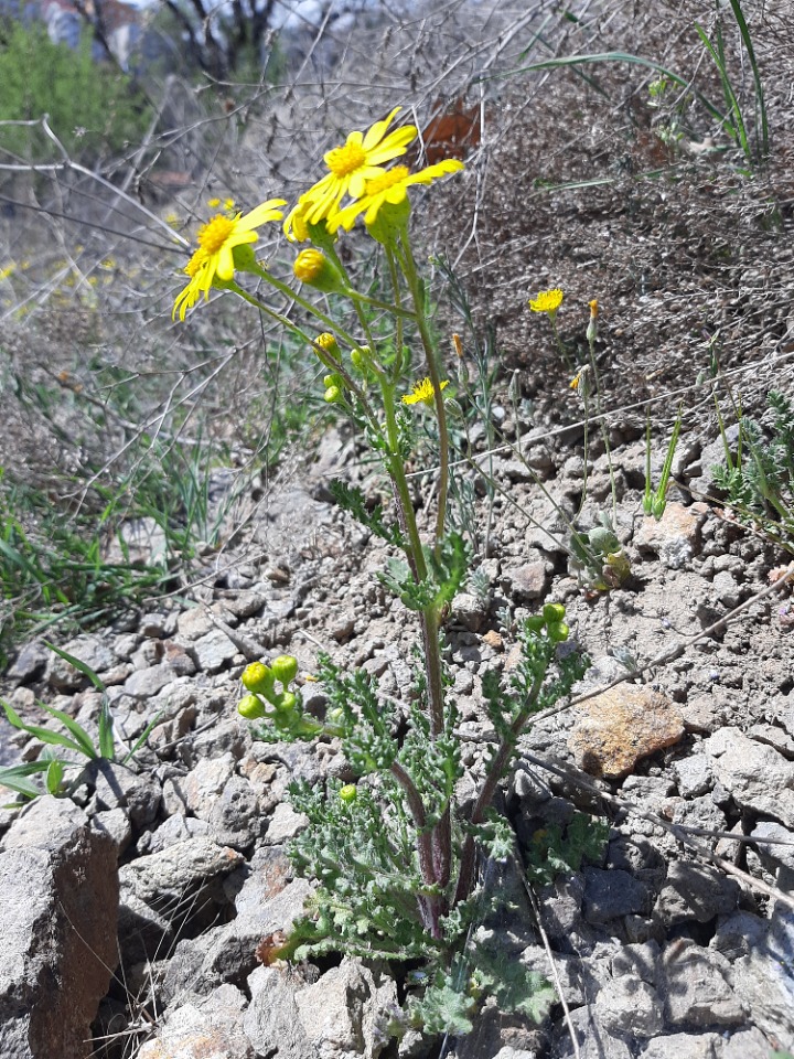 Senecio vernalis