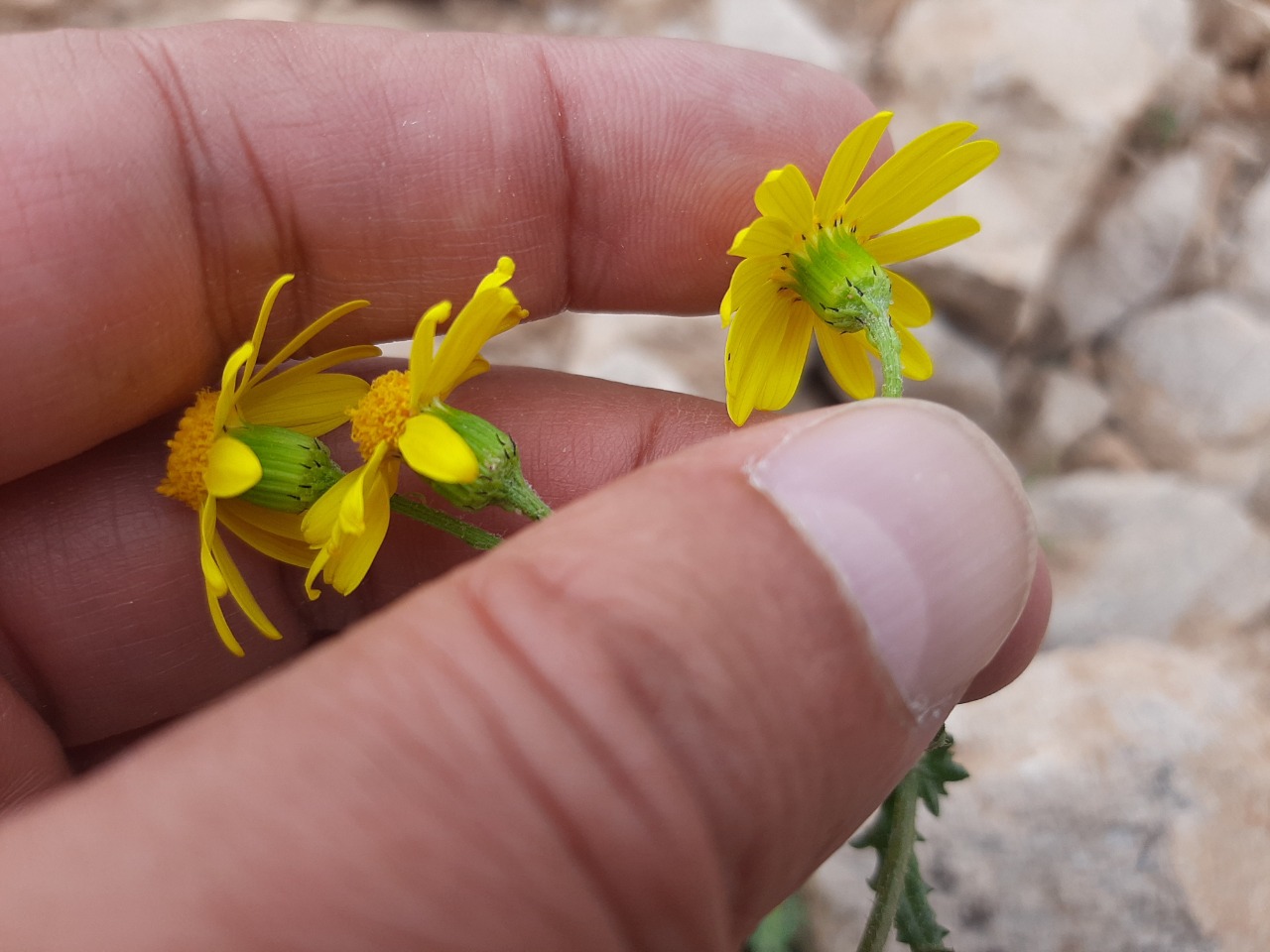 Senecio vernalis