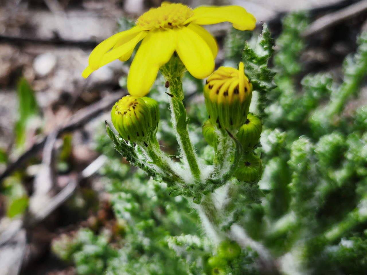 Senecio vernalis