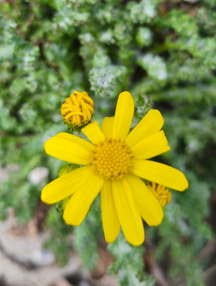 Senecio vernalis