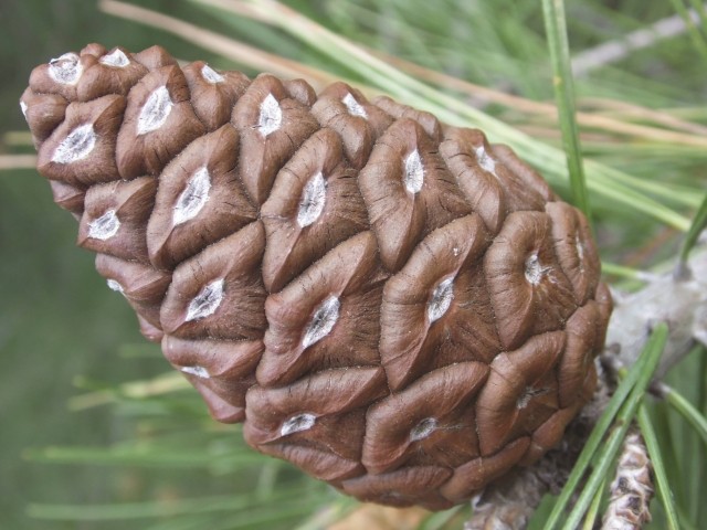 Pinus brutia