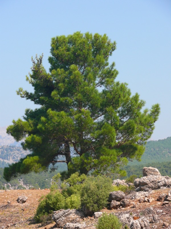 Pinus brutia