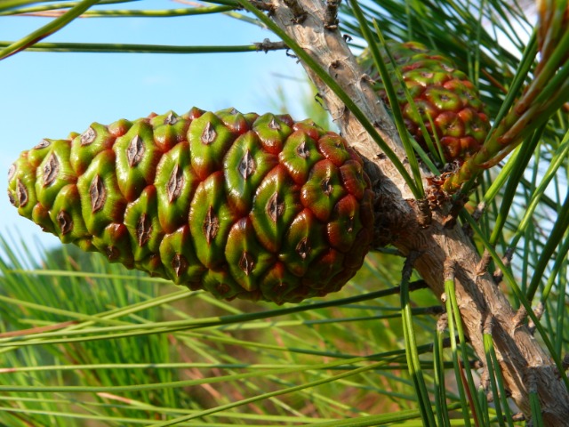 Pinus brutia