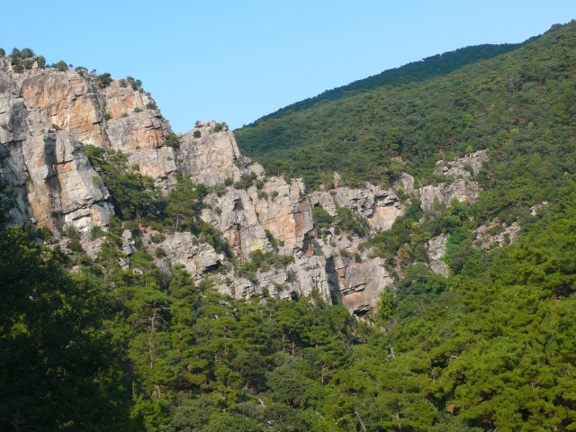 Pinus brutia