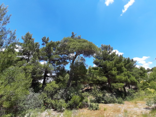 Pinus brutia