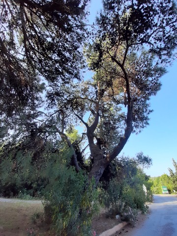 Pinus brutia