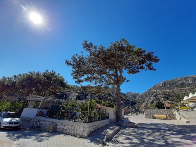 Pinus brutia