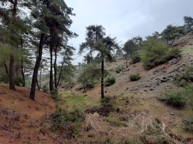 Pinus brutia