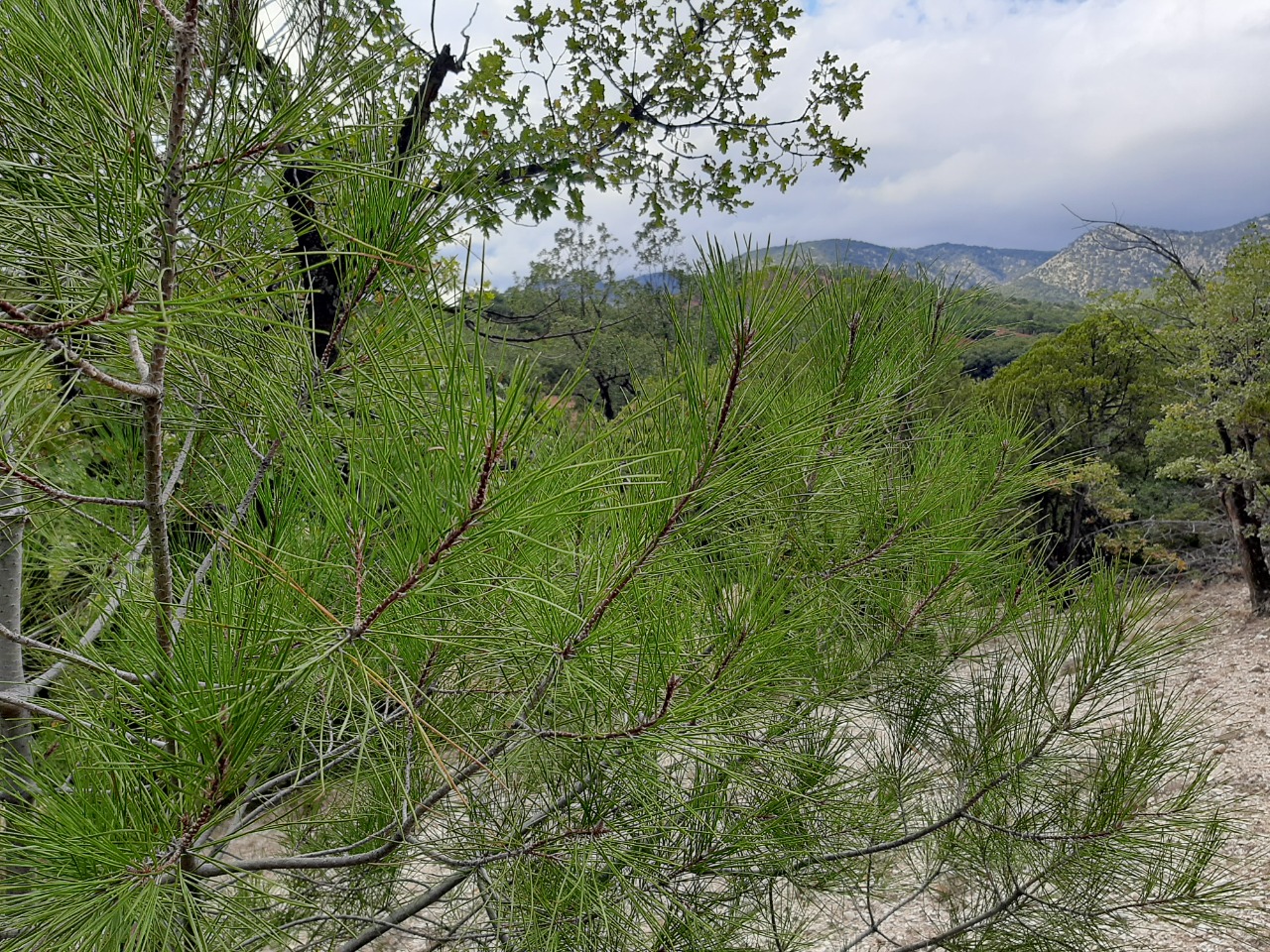 Pinus brutia