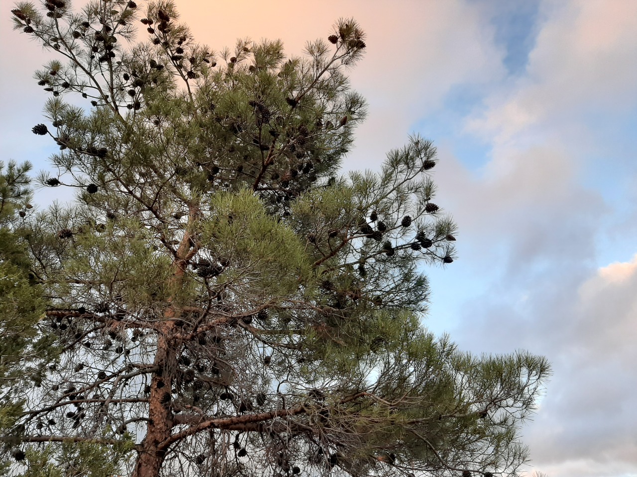 Pinus brutia