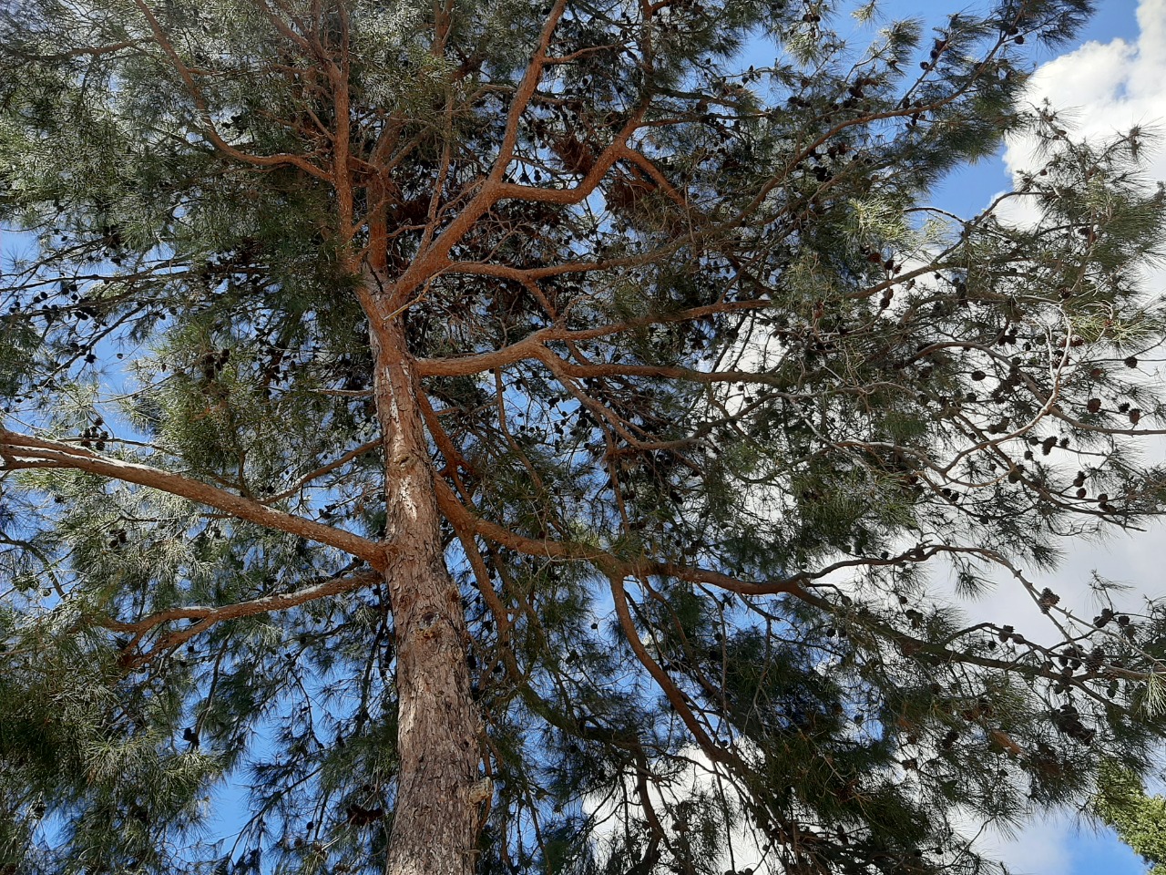 Pinus brutia