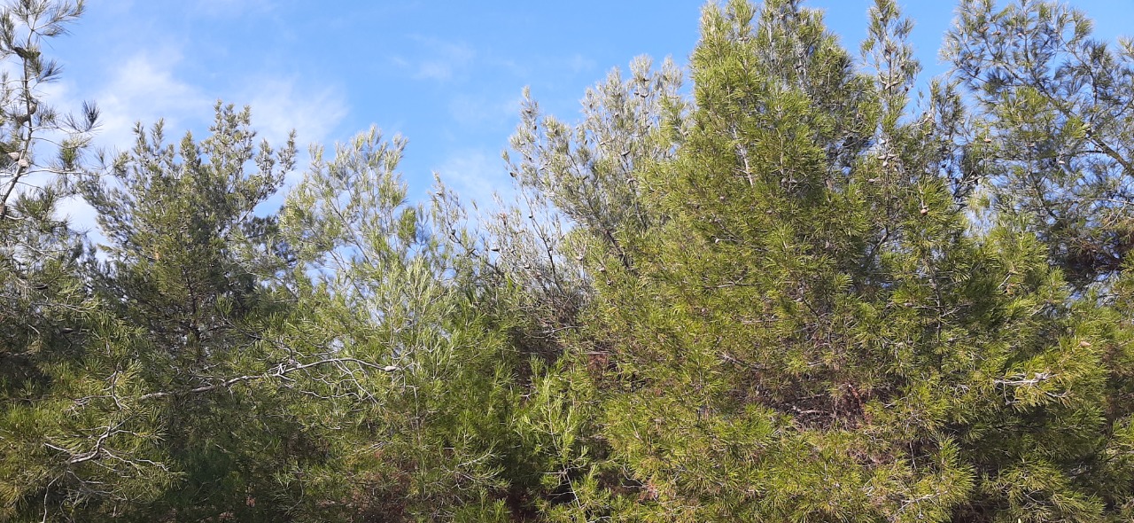 Pinus brutia