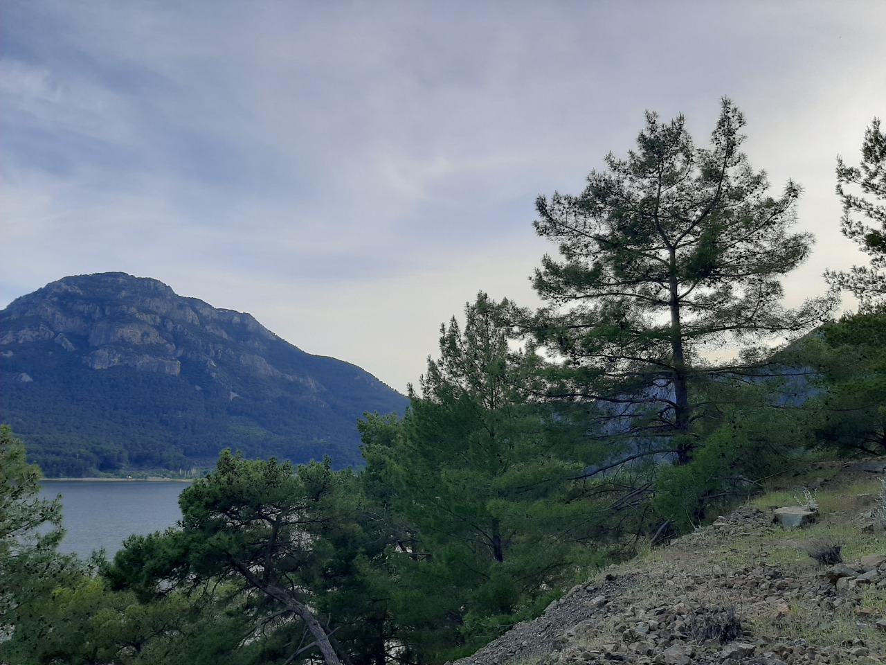 Pinus brutia
