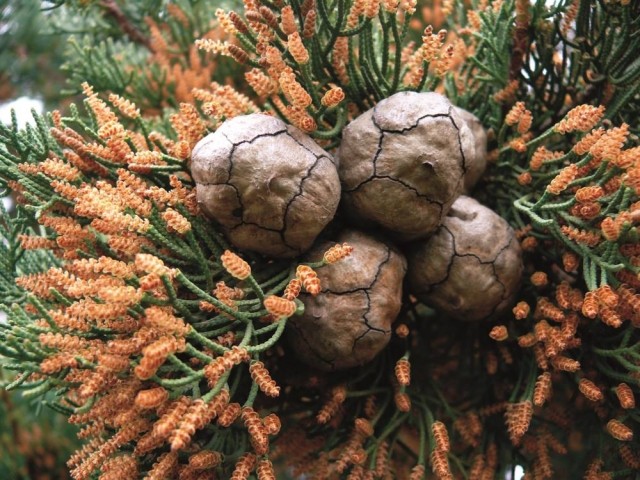 Cupressus sempervirens