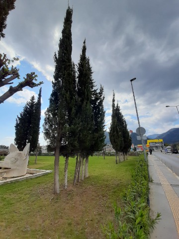 Cupressus sempervirens