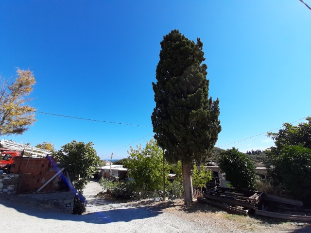 Cupressus sempervirens