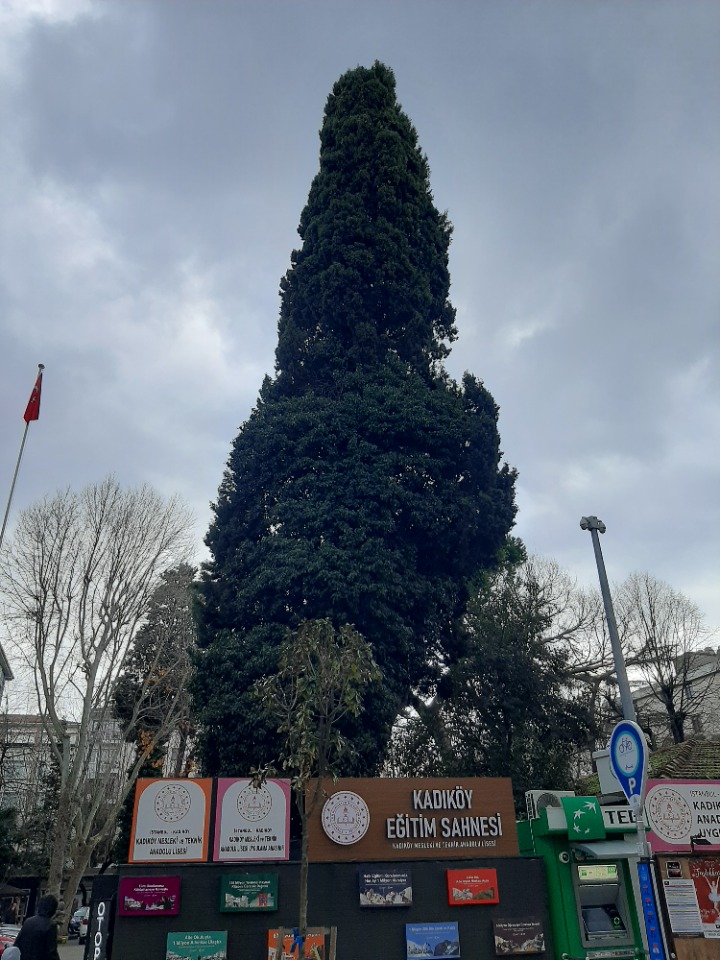 Cupressus sempervirens