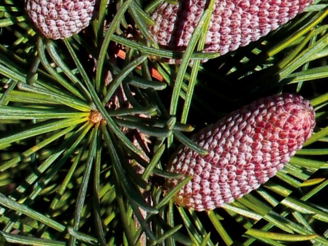 Cedrus deodara