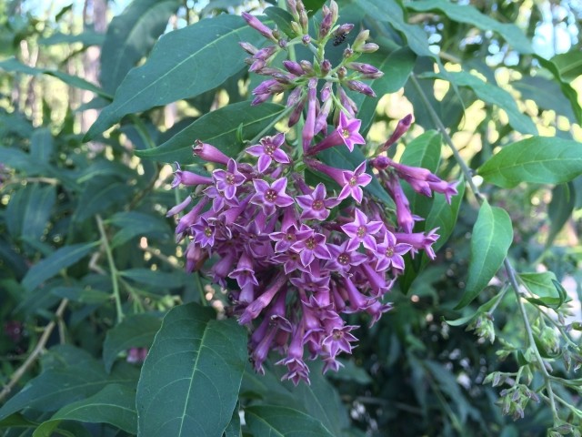 Cestrum elegans