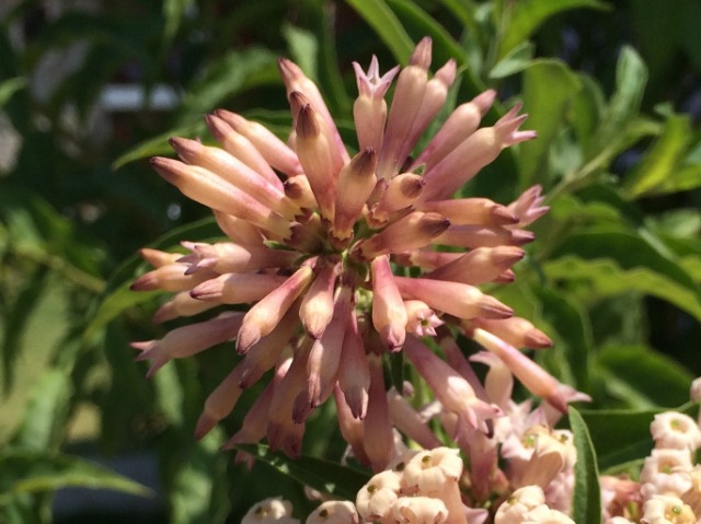 Cestrum elegans