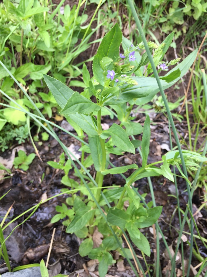 Veronica anagallis-aquatica