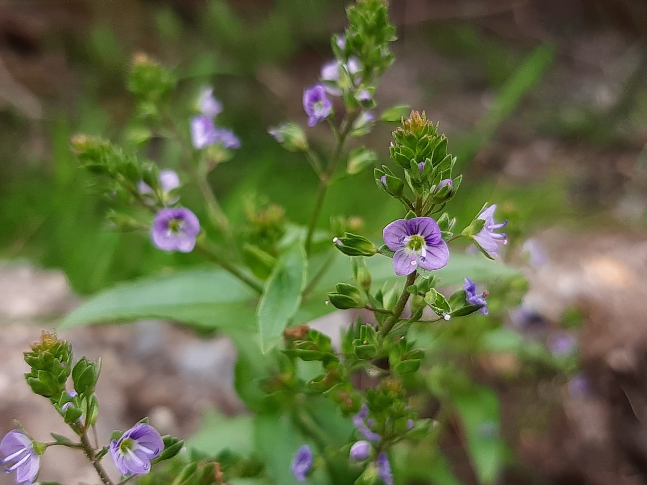 Veronica anagallis-aquatica